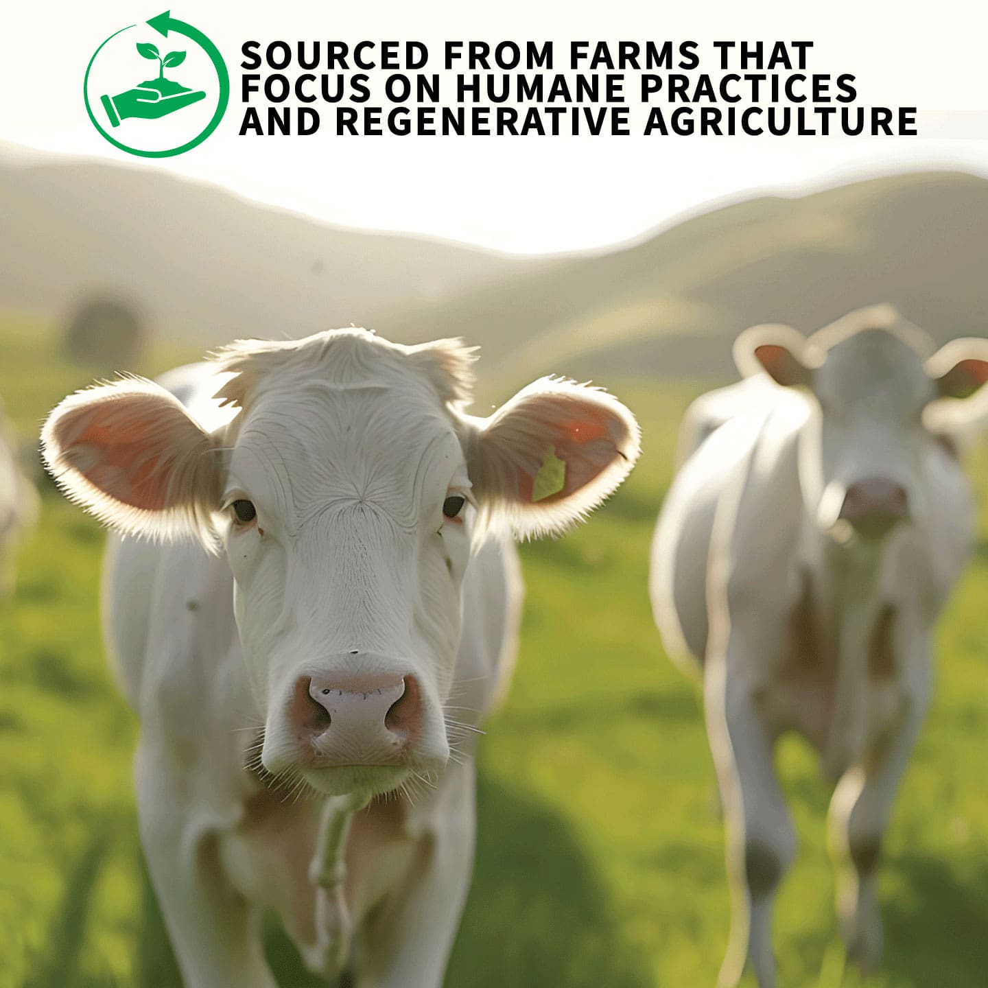 New Zealand Grass Fed Whey Protein | Raw Protein | Unflavored Protein