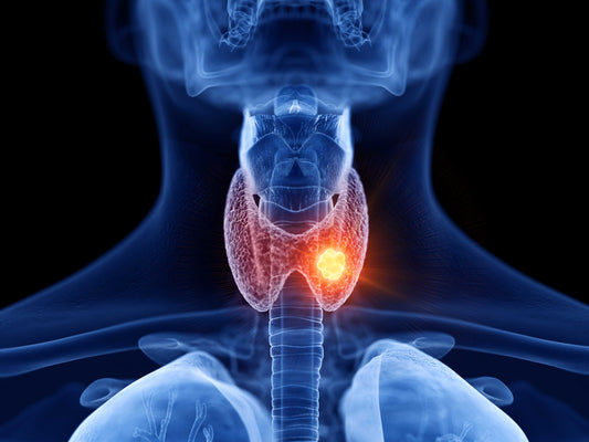 The Benefits of Bovine Thyroid Supplements for Energy, Hormones & Metabolism