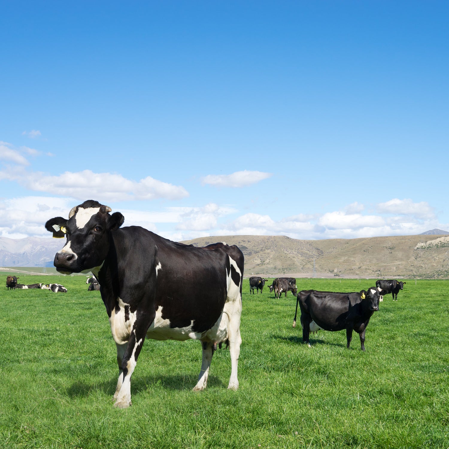 Cows grazing in a green field with a clear blue sky