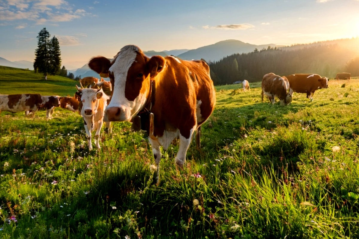 Cows grazing in a lush green field with mountains in the background during sunset.