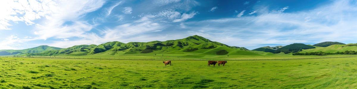 New Zealand pasture landscape