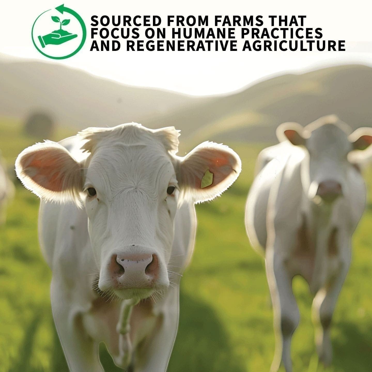 Cow in a field with text about humane practices and regenerative agriculture