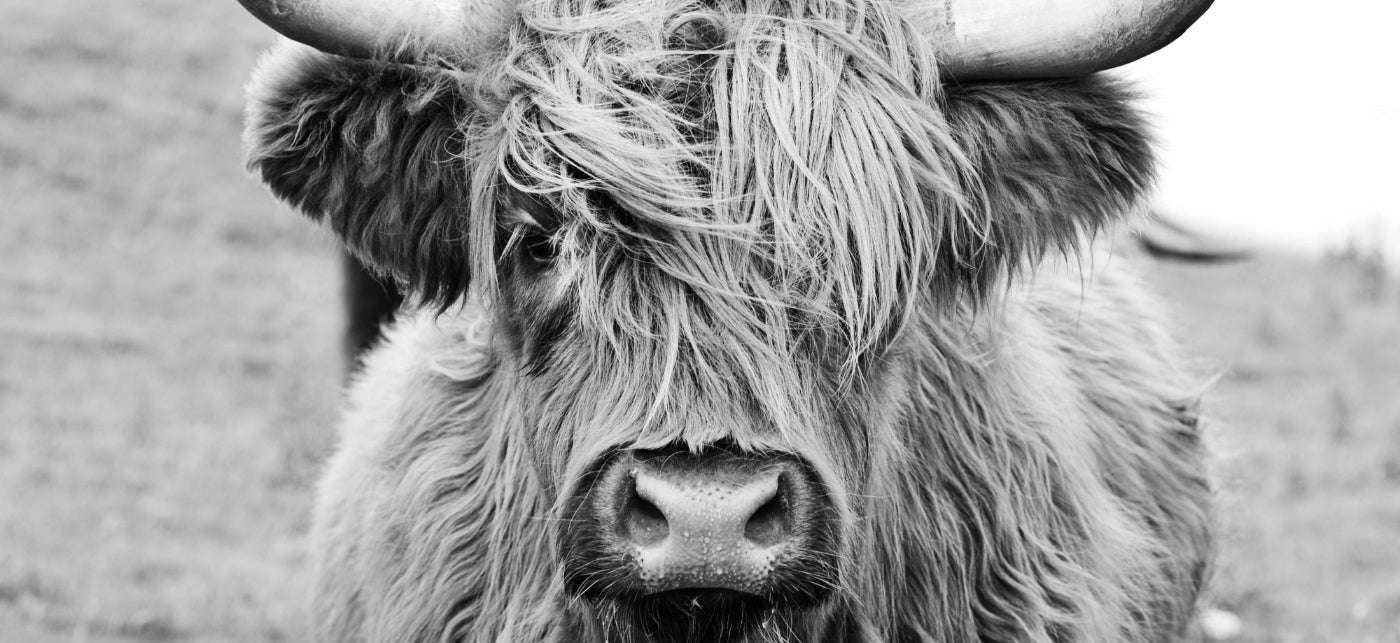 Close-up of a highland cow with a blurred background